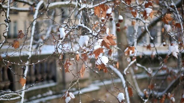 Close-up of tree branches with brown autumn leaves and fresh snow in Paris, France. Soft focus on classical architecture in the background. Peaceful winter scene in the city