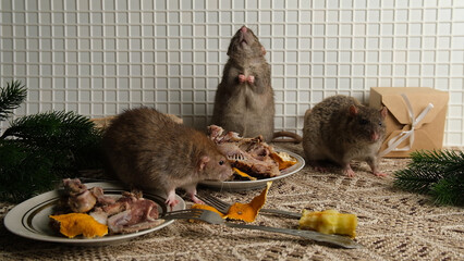 A brown rat sits in front of a plate with the remains of bird bones and tangerine peels, the scraps from the meal.