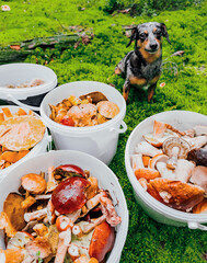 A marbled dachshund and buckets of mushrooms in the forest. High quality photo