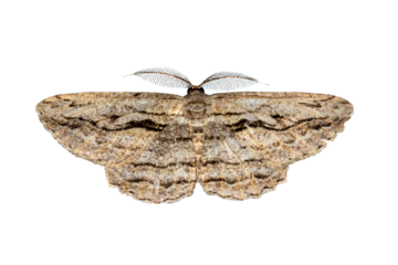 Detailed Moth Photo PNG Cutout on Transparent Background