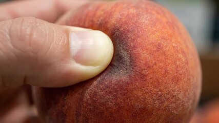 Close-up of a hand squeezing a fresh peach to check for ripeness. Consumer inspecting fruit quality at a market. World Consumer Rights Day concept