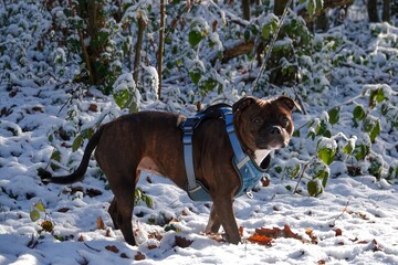Un chien Staffordshire Bull Terrier en for&ecirc;t par temps enneig&eacute; et ensoleill&eacute;
