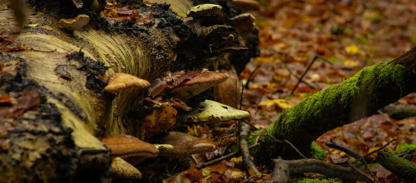 Picture of mushroom taken in Epping Forest, London England