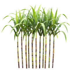 Green sugarcane stalks with long leaves isolated