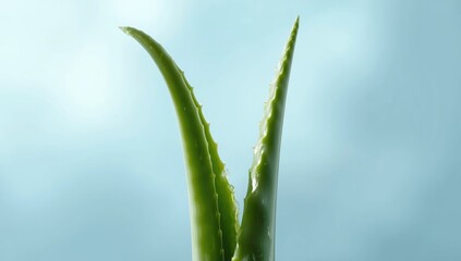 Aloe Vera leaf with gel exposed in macro view, highlighting its use in skin treatment, World Skin Health Day