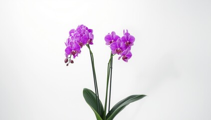 Obraz premium Vivid purple orchid flowers arranged as a centerpiece, highlighting floral aesthetics for home decor, World Orchid Day