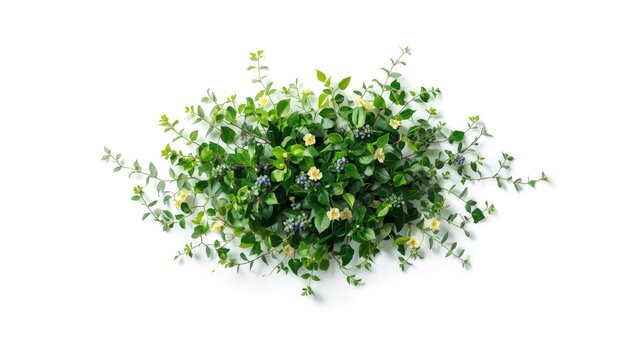 Vivid ivy leaves and floral accents on a white backdrop, ideal for editorial headers