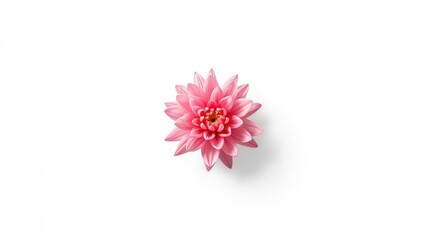Fototapeta premium Pink blossom with graceful petals isolated on a white backdrop, highlighting floral elegance and clarity