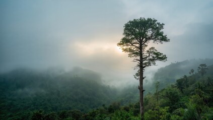 Misty pine trees within a lush tropical rainforest providing a scenic landscape for ecological monitoring