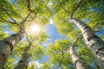 Fototapeta premium Sunlit blue sky seen through the twisting branches of white barked trees