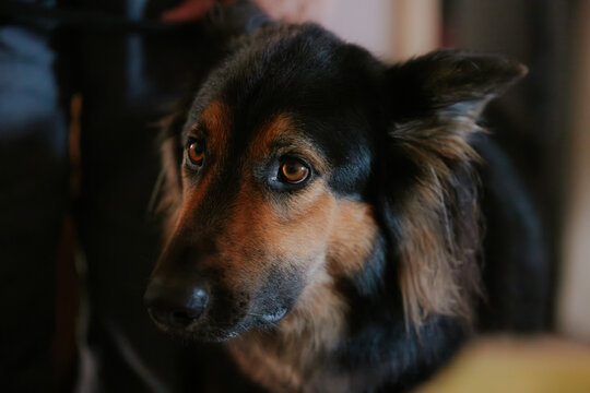 German shepherd with alert expression close-up