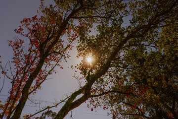 Sunlight filtering through autumn tree branches