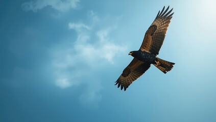 Observation of a Milvus migrans in flight against a natural landscape, highlighting bird identification and habitat awareness