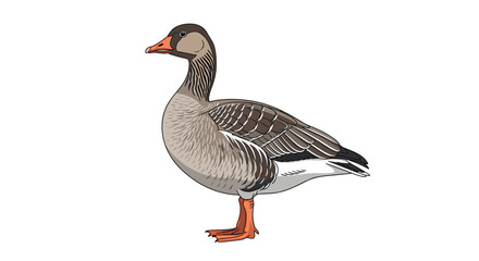 Fototapeta premium Realistic and detailed vector illustration of a graylag goose standing in profile view isolated on a white background.
