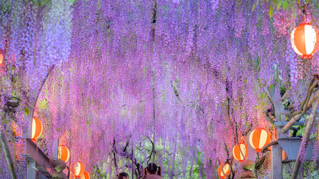 幻想的にライトアップされた藤棚（ふじだな）
「夜に舞う、紫のカーテン。」
福岡県柳川市(中山大藤まつり)
A fantastically illuminated wisteria trellis.
"A purple curtain dancing in the night."
Yanagawa City, Fukuoka Prefecture