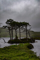 Obraz premium Scottish Highlands, Scotland: one of the pine and fir islands in Loch Assynt, freshwater loch in the northwest Highlands, county of Sutherland between the peaks of Canisp, Quinag and Beinn Uidhe