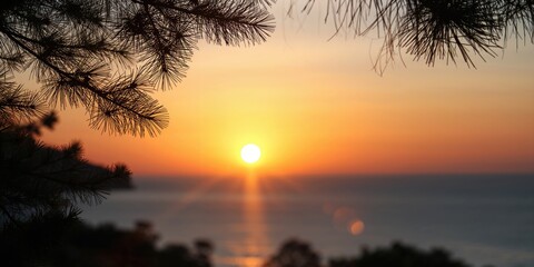 Silhouetted pine leaves at dusk, seasonal change and natural shadows