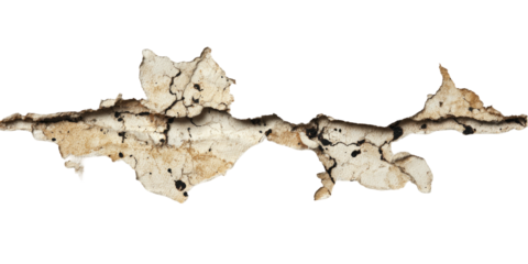 Close-up of a cracked, organic shape with a complex texture and a dark crack