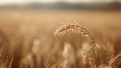 Fototapeta premium Dried oat plant with mature oats, illustrating cereal crop stages for agricultural analysis