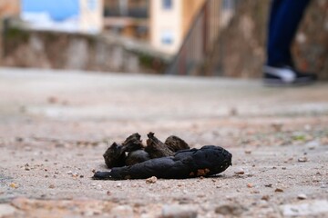 Dog poop left on city street pavement in Spain. Abandoned dog excrement. Pet owner hygiene problem.