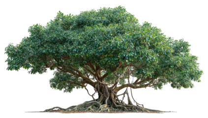 Dense leafy tree with large trunk, exposed roots, and lush green foliage against a black background