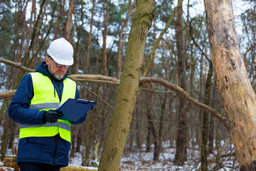 Forestry engineer records dead tree trunks before logging begins. Environmental specialist works in an old growth forest. Inspecting the condition of trees before felling.
