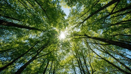 Fototapeta premium Sunlit tree canopy with thick branches and vibrant sky, ideal for nature-themed backdrop designs