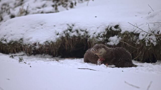 Pair of Eurasian otter (Lutra lutra) eating fish head on surface of frozen river level next coast. Animals obviously compete each other struggling for every piece of meat meal. Winter wildlife take.