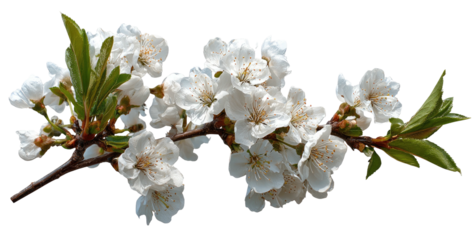 Branch of delicate white blossoms and green leaves against a transparent black background