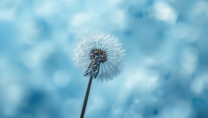 Obraz premium Macro shot of a dandelion seed head, highlighting fine details for nature photography
