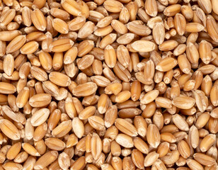 Full frame close-up of wheat grains forming a dense natural food texture. Image shows uncooked cereal kernels photographed from above.