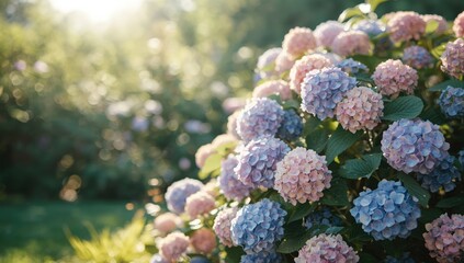 Close-up of vibrant hydrangea blossoms arranged for aesthetic garden decoration, highlighting flowering plants
