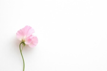 Single pink sweet pea flower on white background with empty space for text