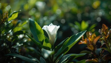 White blossom amid lush green leaves, used as a botanical backdrop for editorial content