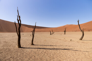 Captivating landscape of Deadvlei with barren trees