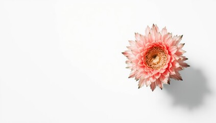 Fototapeta premium Schlumbergera species in bloom, seasonal flowering for holiday decor, Earth Day