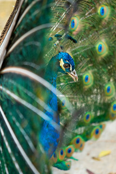 Peacock displaying vibrant feather fan in its glory