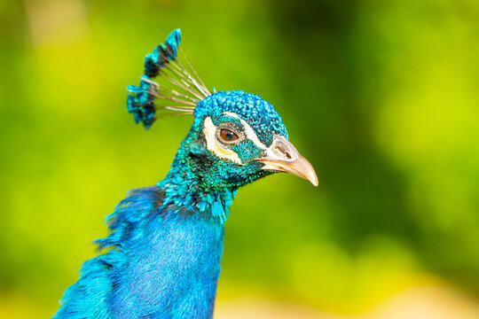 Vibrant peacock portrait with bright plumage