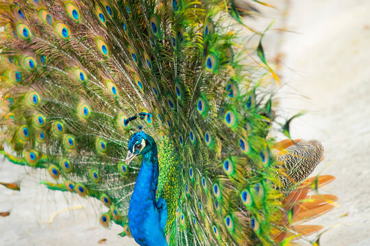 Peacock displaying vibrant feather fan with colorful pattern