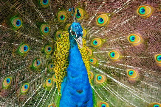 Peacock displaying vibrant feather fan with colorful detail