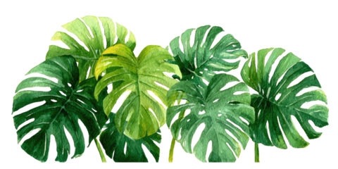 A cluster of vibrant green, tropical, split-leaf plant illustrations, on transparent background