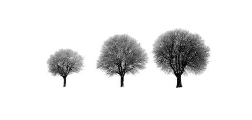 Three leafless trees of varying sizes stand centered against a stark black background
