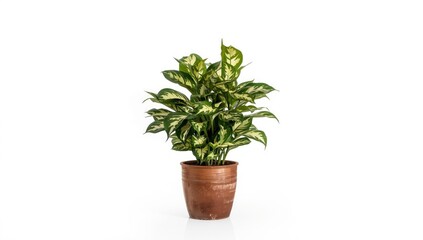 Obraz premium Decorative variegated Laurel shrub in a brown container, isolated on white for horticultural use