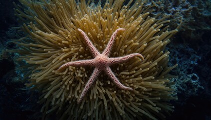 Delicate brittle star featuring fragile, elongated arms capable of regeneration, ocean floor inhabitant