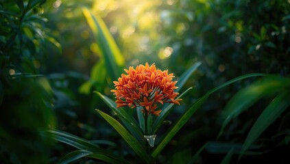 Ixora chinensis with vibrant flower heads, used for garden design, World Plant Day