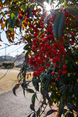 Fototapete bei efototapeten.de bestellen   