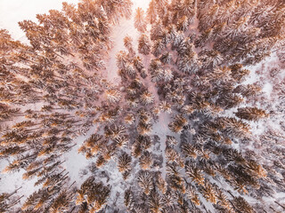 A winter forest captured from above during the evening. The trees are covered in snow, creating a uniform blanket of white across the landscape.