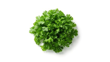 Obraz premium Cilantro leaves shown on plain white surface, culinary herb for seasoning or garnish, International Herb Day