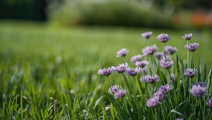 Siberian chives, an aromatic herb introduced to Europe for cooking, highlighting regional plant history