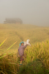 Obraz premium Asian rural woman standing in a misty rice field, carrying a basket